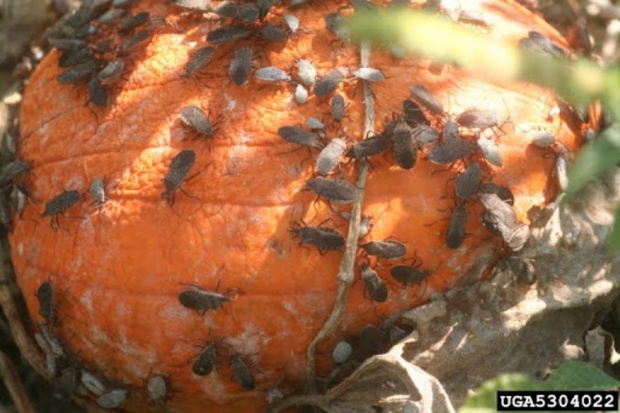 Squash bugs on a pumpkin.